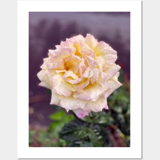 Yellow Rose in Spring Rain Posters and Art